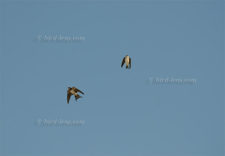 Mehlschwalbe Mehlschwalbe