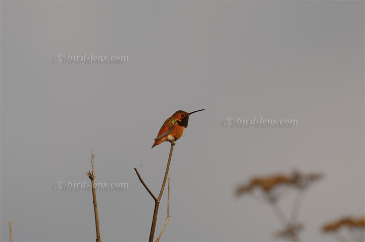 Grünrücken-Zimtelfe
