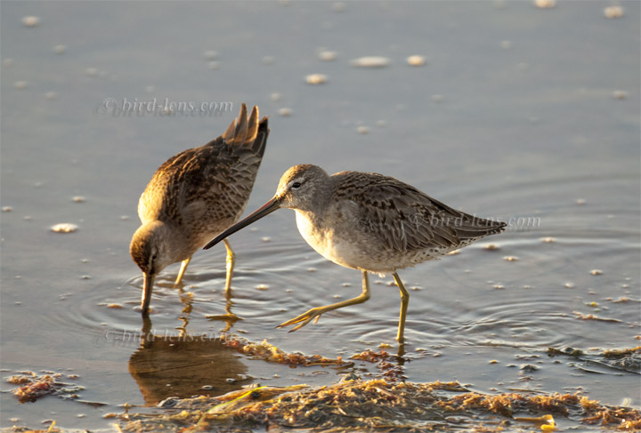 Großer Schlammläufer