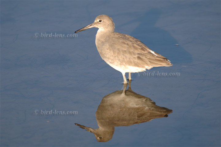 Schlammtreter Schlammtreter