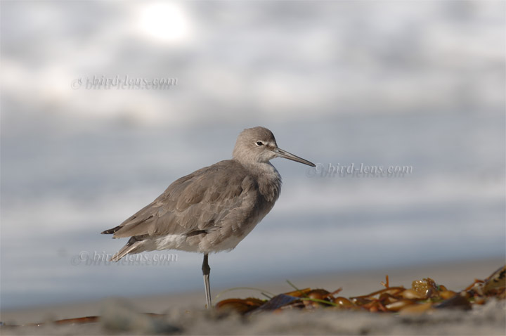 Schlammtreter Schlammtreter