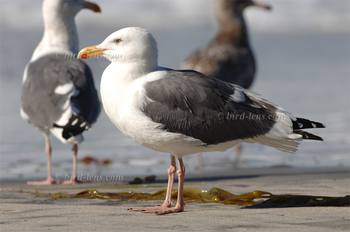 Westmöwe Westmöwe