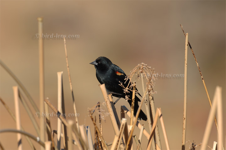 Rotschulterstärling