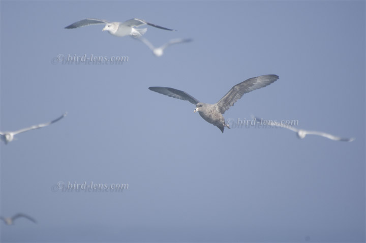 Eissturmvogel Eissturmvogel