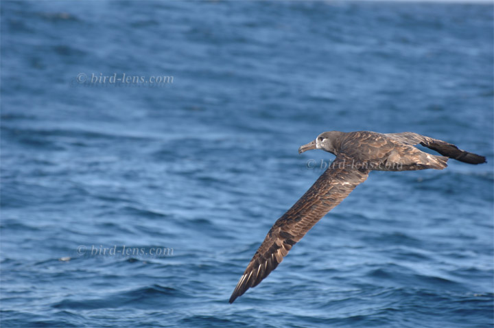 Schwarzfußalbatros Schwarzfußalbatros