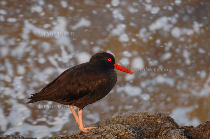 Klippenausternfischer