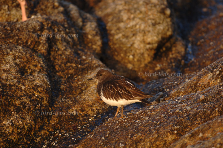 Schwarzkopfsteinwälzer