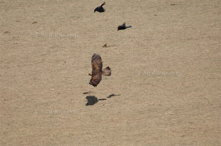 Steinadler Steinadler