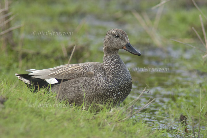 Schnatterente Schnatterente