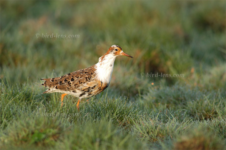 Kampfläufer Kampfläufer