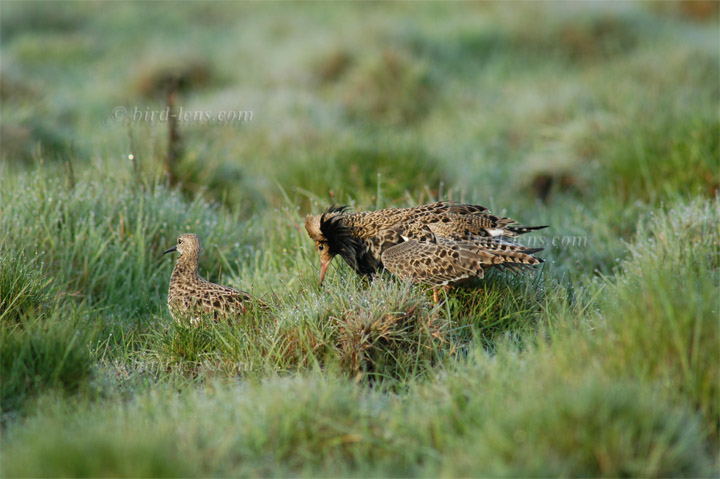 Kampfläufer Kampfläufer
