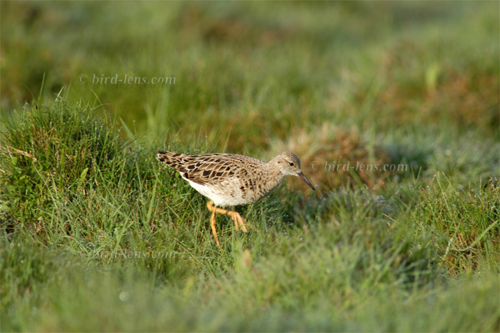 Kampfläufer Kampfläufer