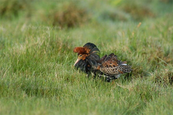 Kampfläufer Kampfläufer