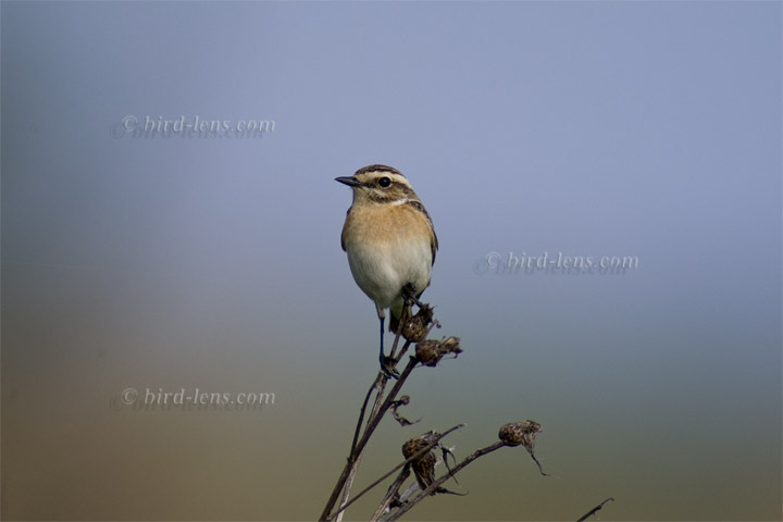 Braunkehlchen Braunkehlchen