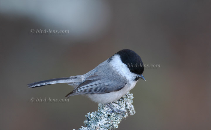 Weidenmeise Weidenmeise