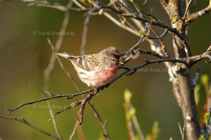 Taigabirkenzeisig Taigabirkenzeisig