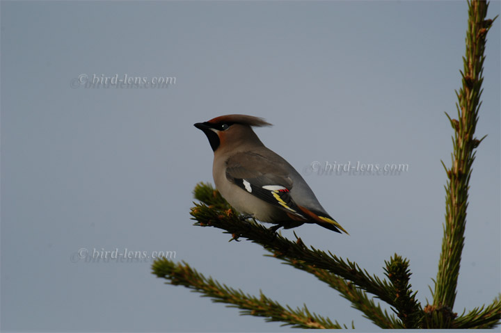 Seidenschwanz Seidenschwanz