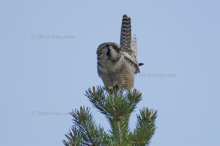 Sperbereule Sperbereule