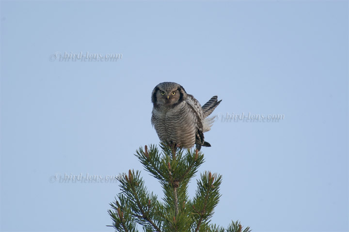 Sperbereule Sperbereule