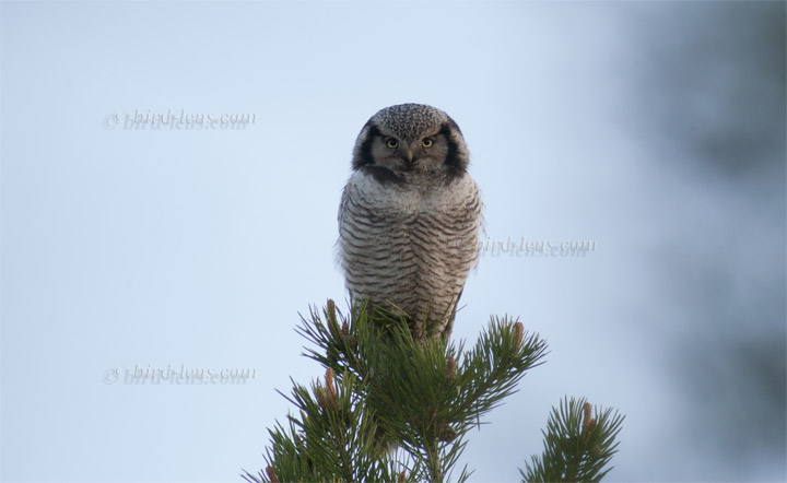 Sperbereule Sperbereule