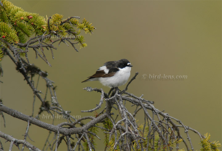 Trauerschnäpper Trauerschnäpper