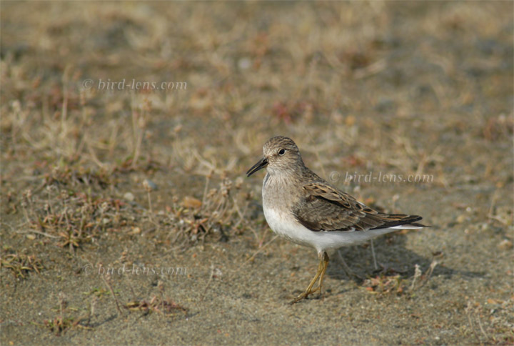 Temminckstrandläufer Temminckstrandläufer