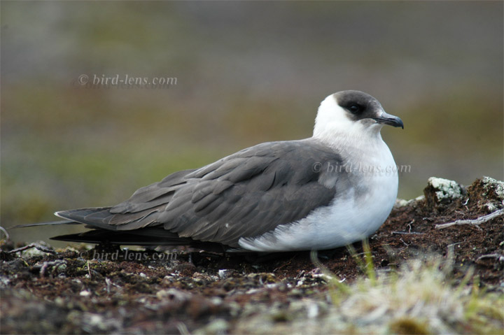 Schmarotzerraubmöwe Schmarotzerraubmöwe