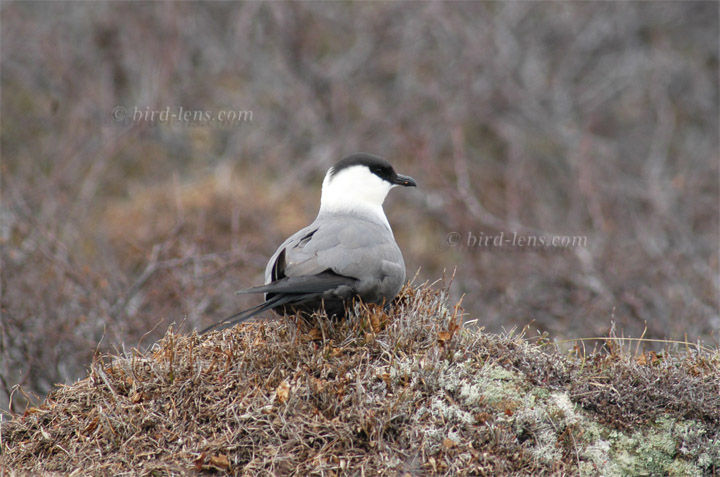 Falkenraubmöwe Falkenraubmöwe
