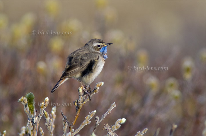 Blaukehlchen Blaukehlchen