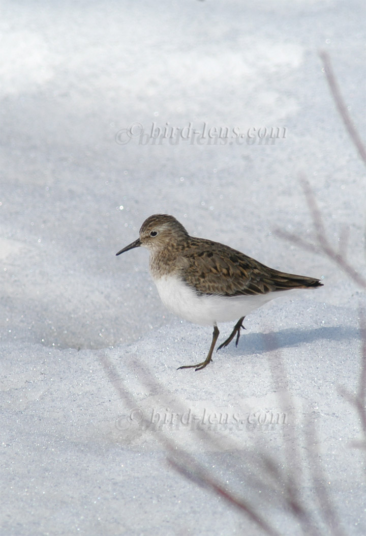 Temminckstrandläufer Temminckstrandläufer