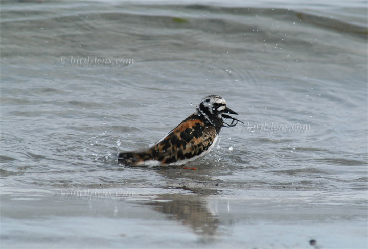 Steinwälzer Steinwälzer