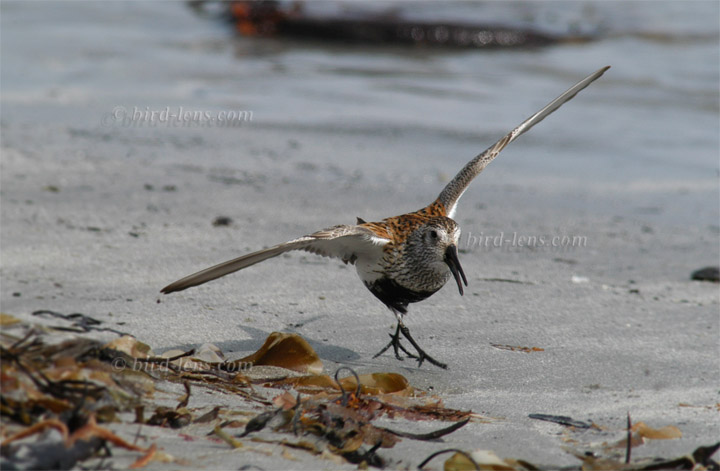 Dunlin