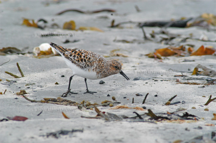 Sanderling