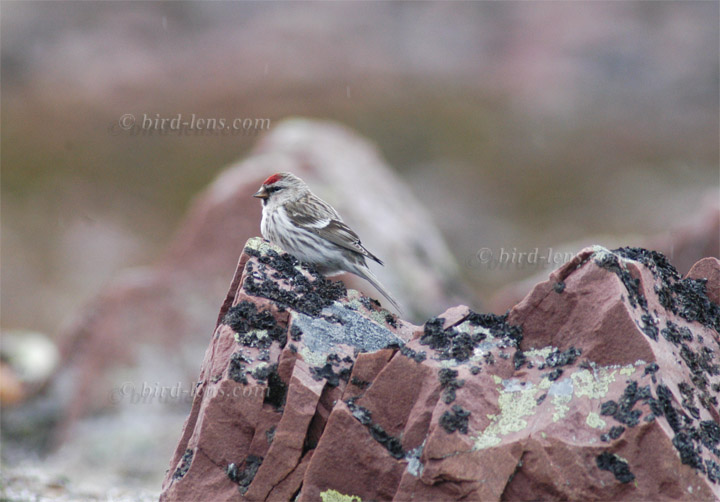 Taigabirkenzeisig Taigabirkenzeisig