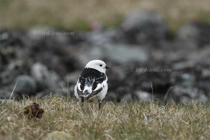 Schneeammer Schneeammer