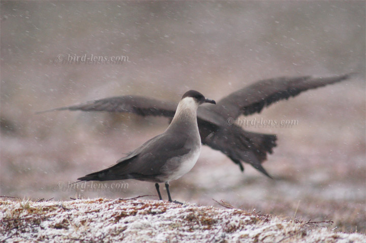 Schmarotzerraubmöwe Schmarotzerraubmöwe