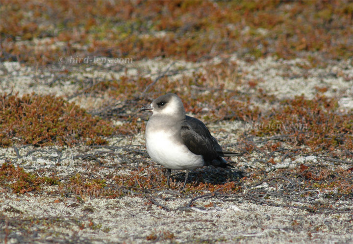 Schmarotzerraubmöwe Schmarotzerraubmöwe