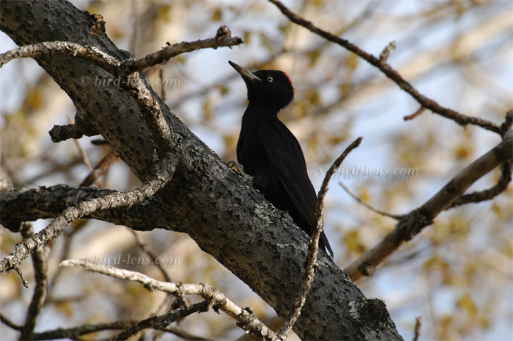 Schwarzspecht Schwarzspecht
