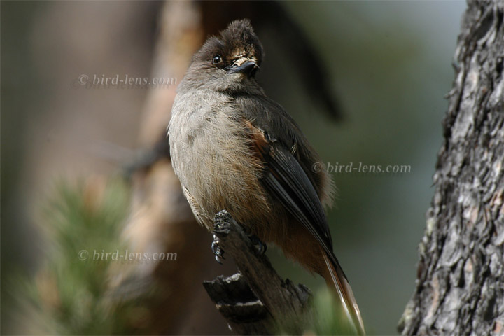 Unglückshäher Unglückshäher