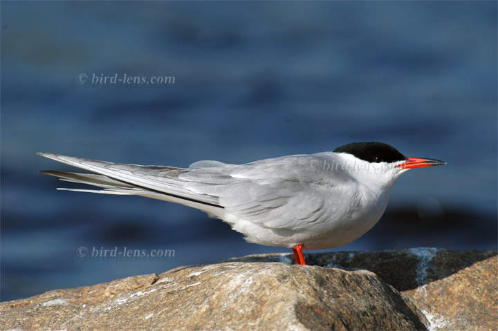 Flußseeschwalbe Flußseeschwalbe