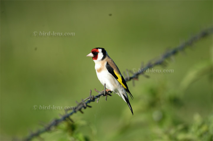 European Goldfinch