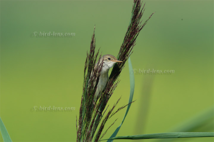 Marsh Warbler