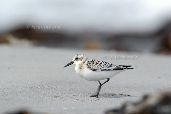 Sanderling