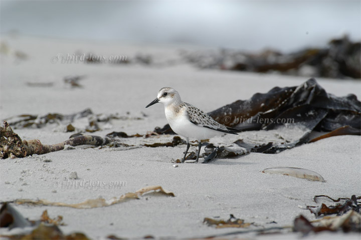 Sanderling