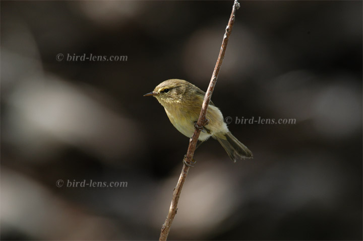 Kanarenzilpzalp Kanarenzilpzalp