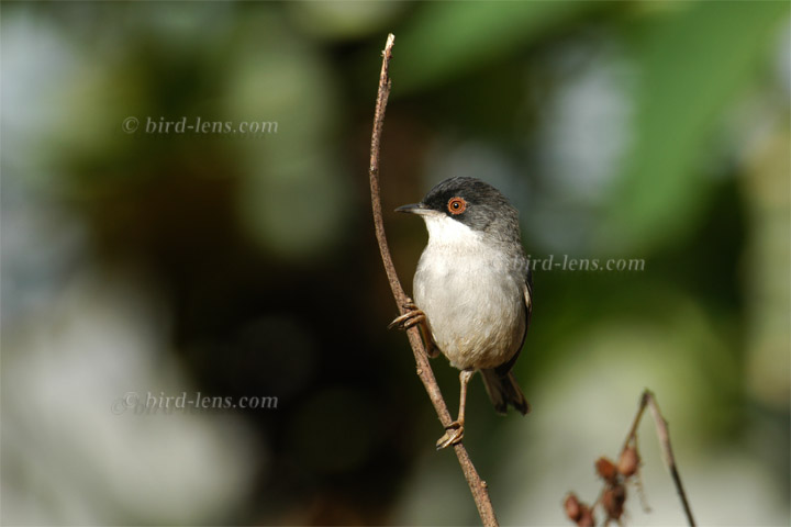 Samtkopfgrasmücke Samtkopfgrasmücke