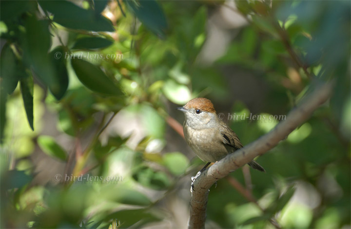 Mönchsgrasmücke Mönchsgrasmücke