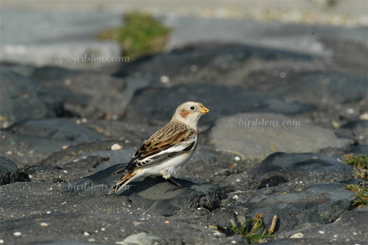 Schneeammer Schneeammer