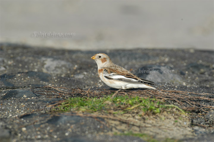 Schneeammer Schneeammer