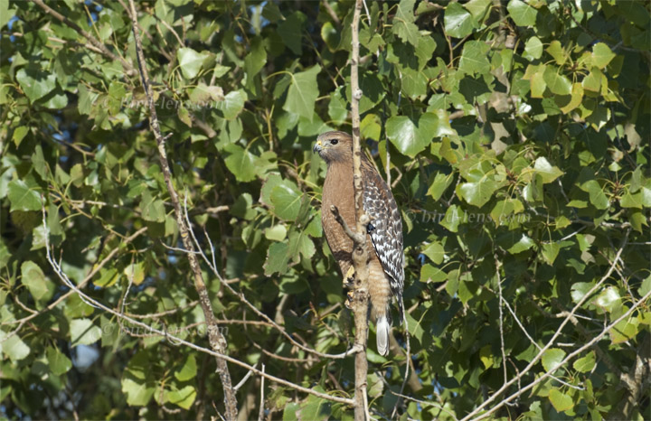 Rotschulterbussard